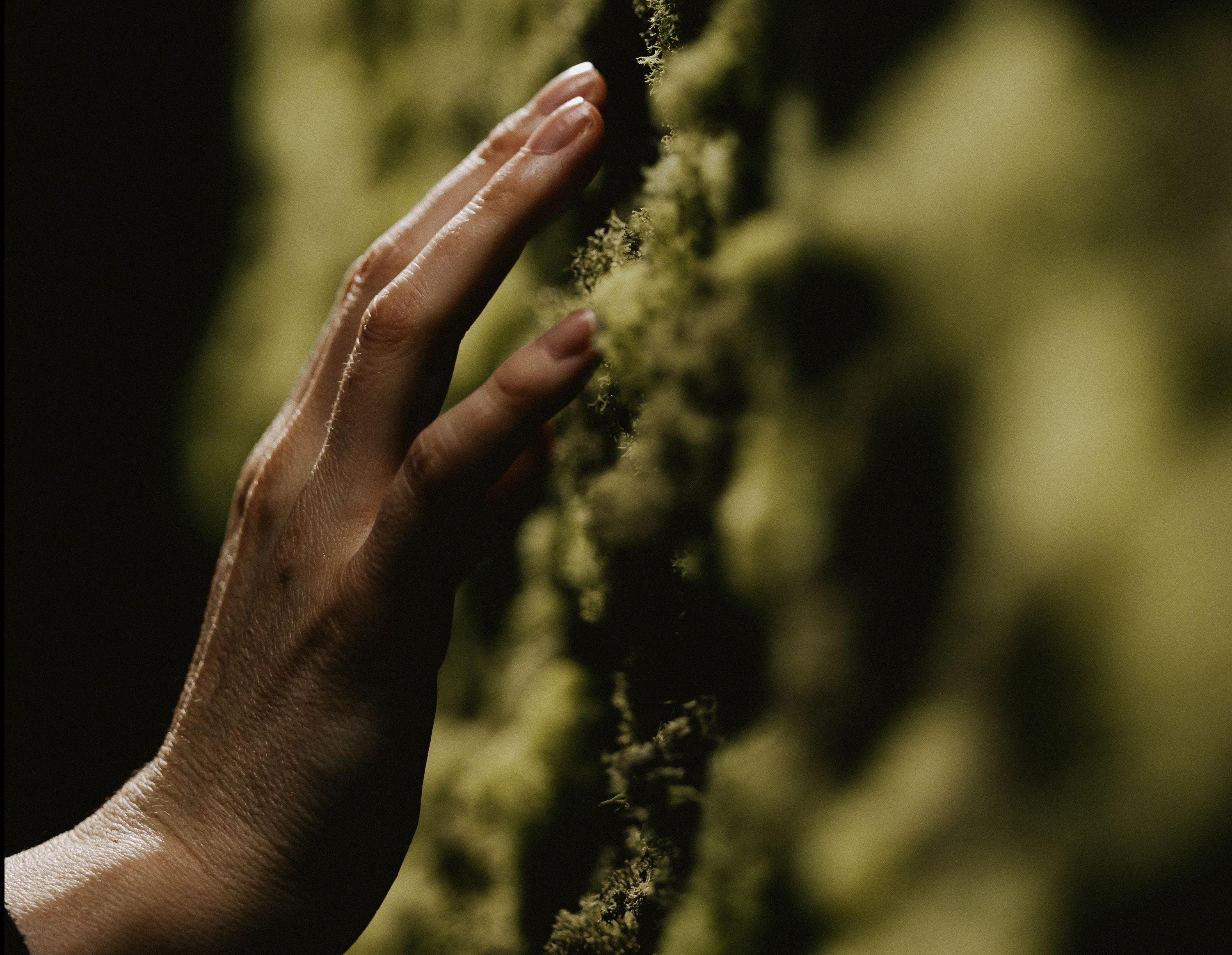 Hand touching moss.